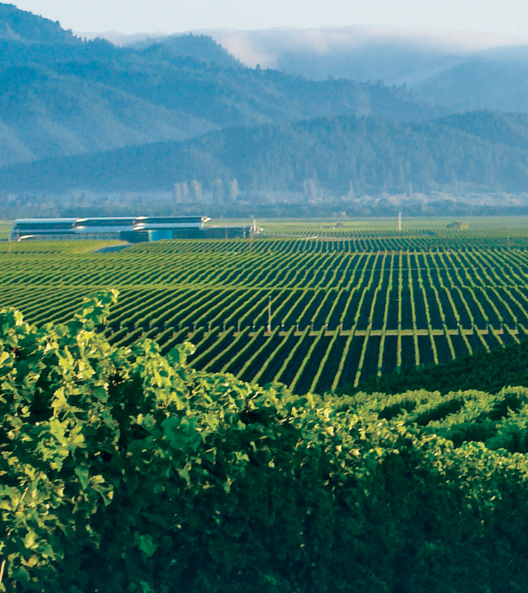 oyster bay marlborough winery vineyards wairau