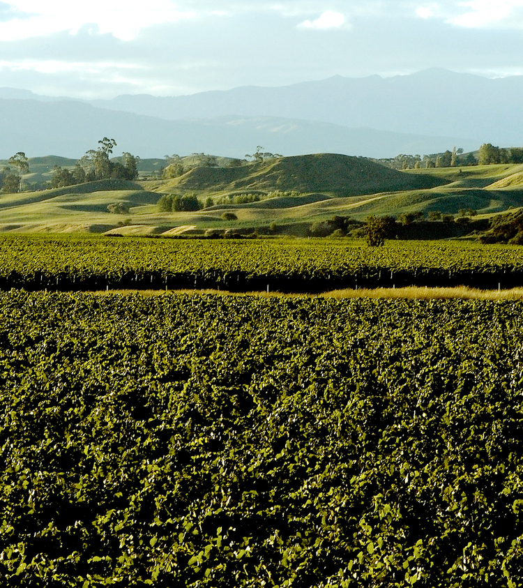 Hawkes Bay Main Banner