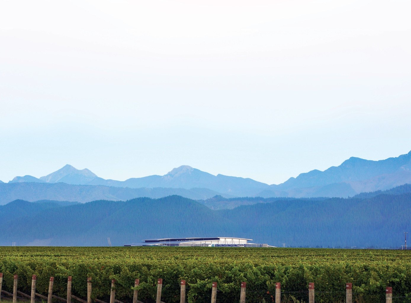 Sustainability view of vineyard