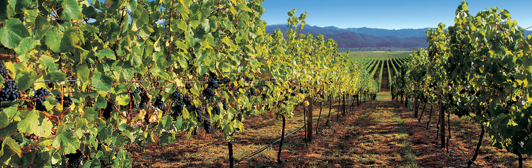WINEMAKING PHILOSOPHY