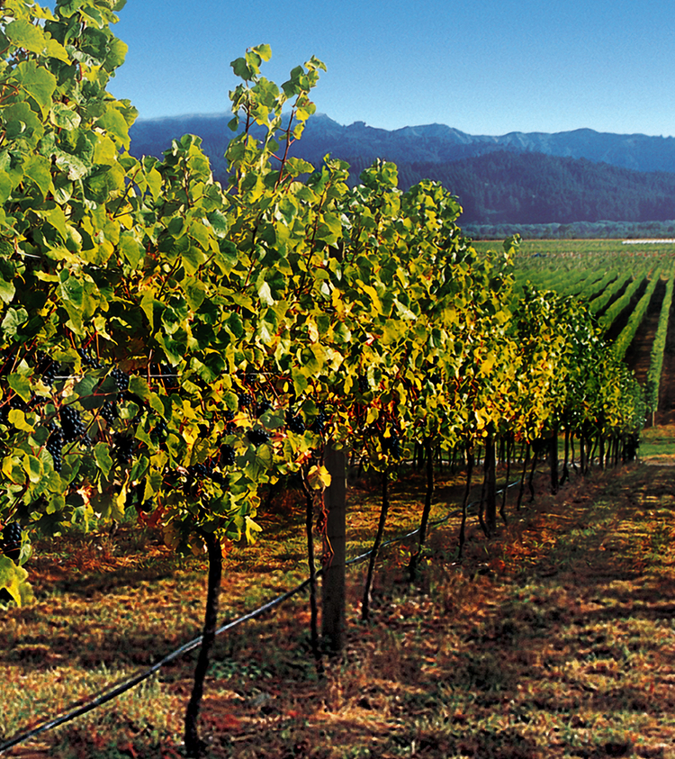 WINEMAKING PHILOSOPHY