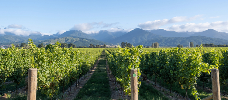 Oyster bay marlborough grapes 2021 cropped