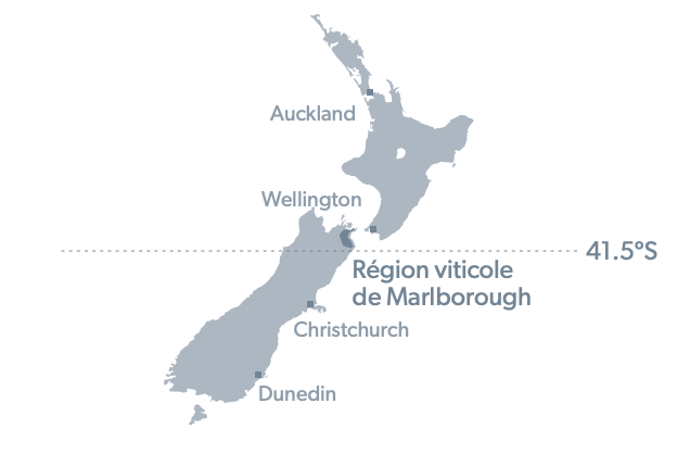 Marlborough Wine Region