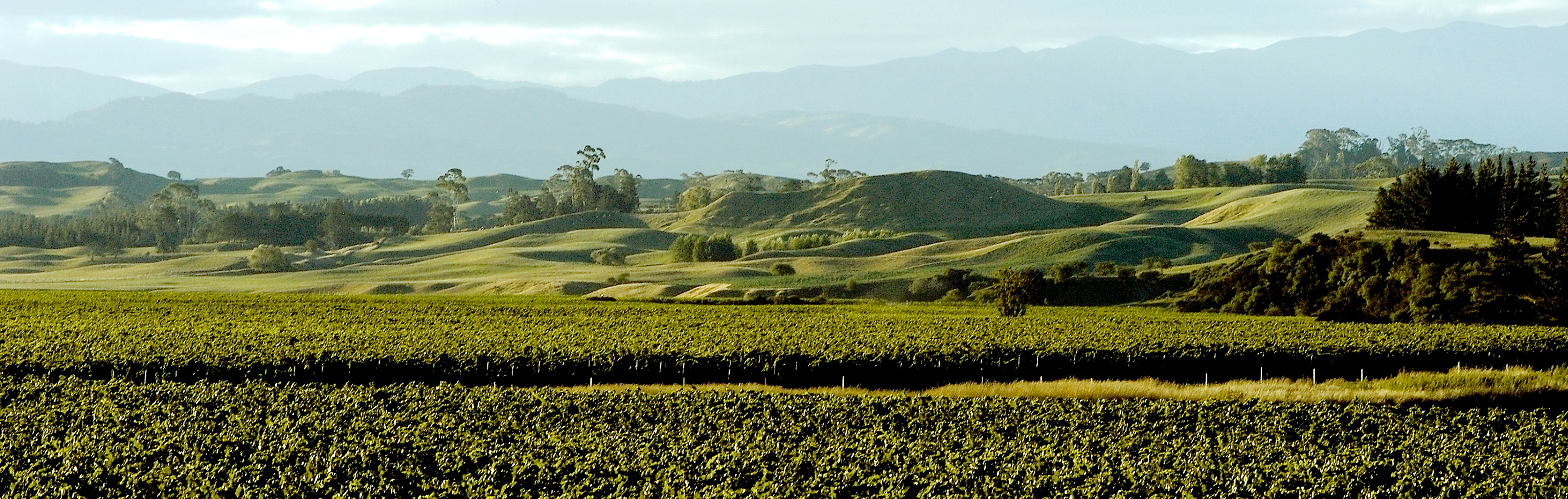 oyster bay hawkes bay vineyards crownethorpe