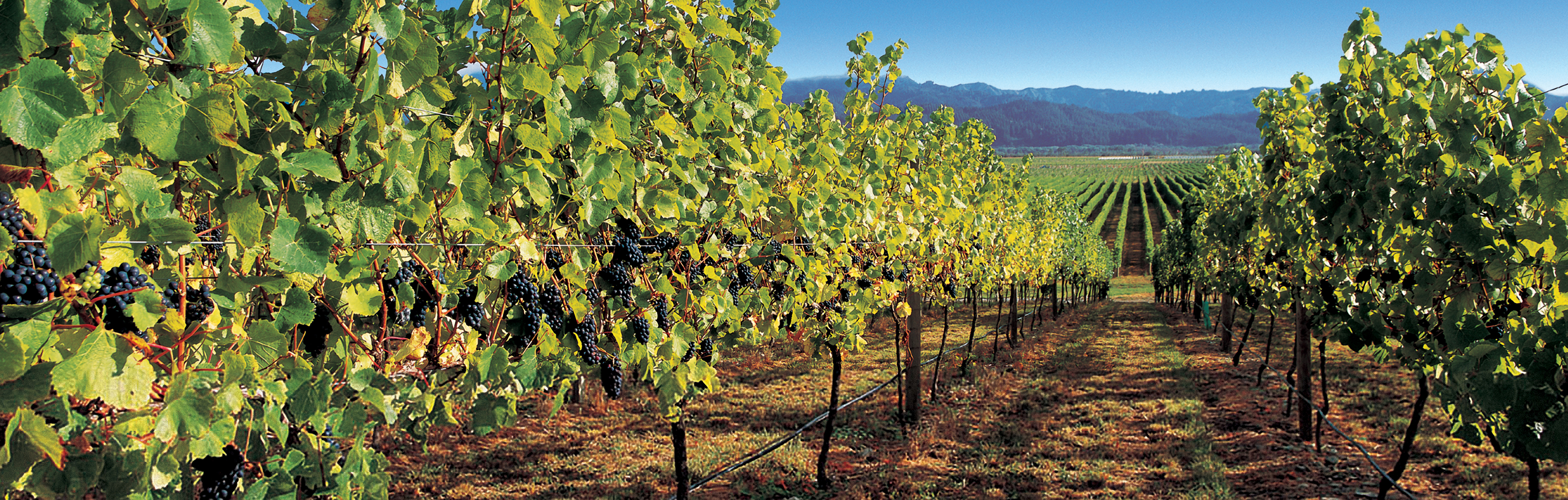 oyster bay marlborough grapes