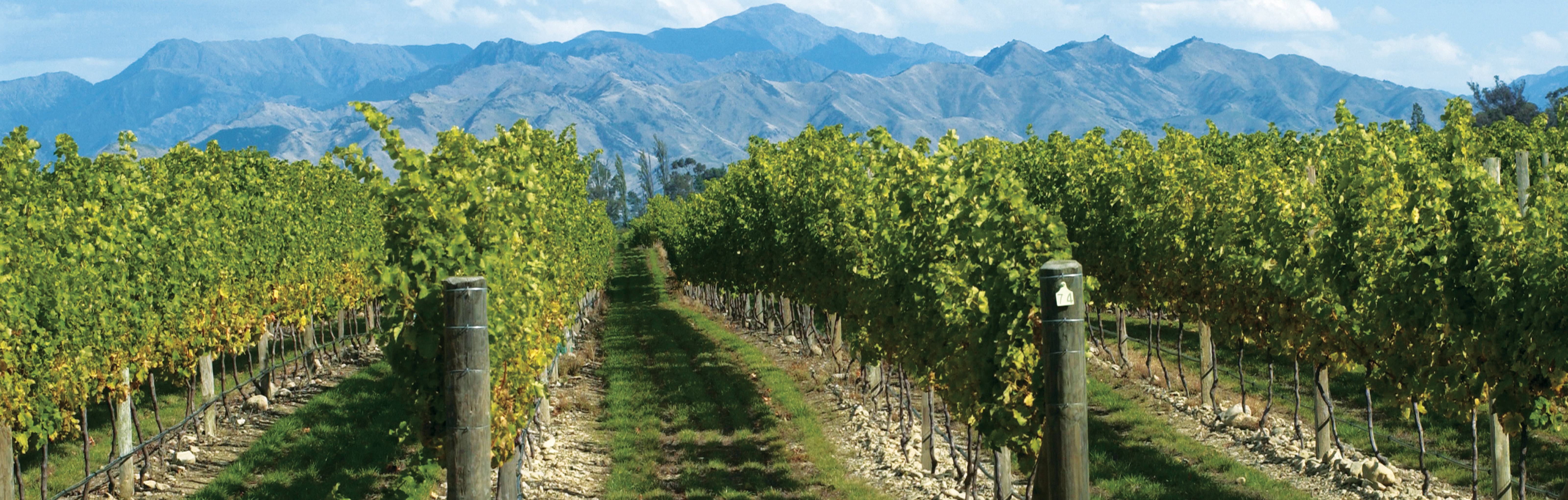 oyster bay marlborough vineyards posts