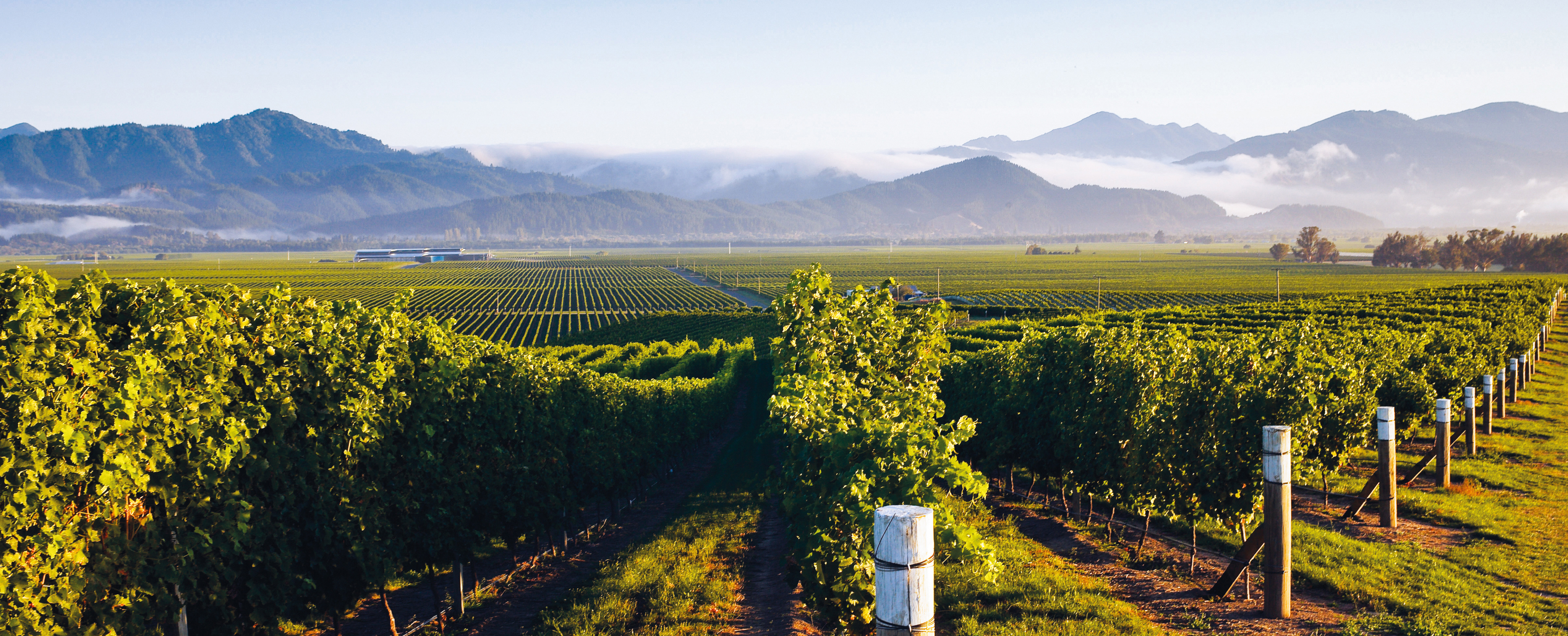 oyster bay marlborough winery vineyards wairau