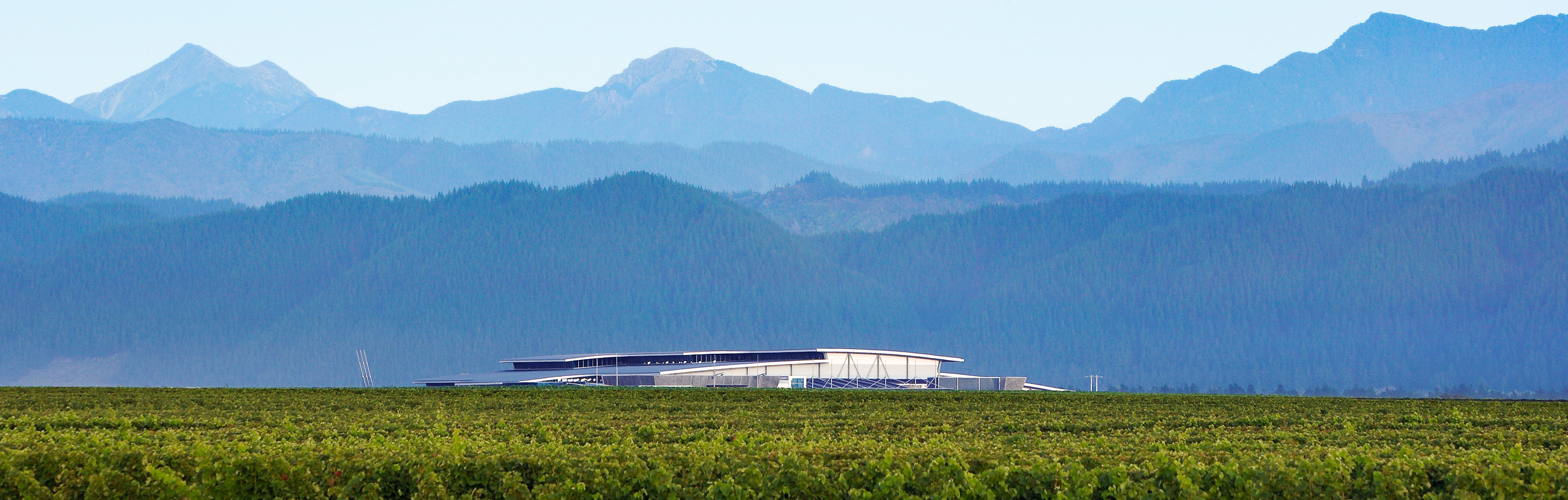 oyster bay marlborough winery vineyards