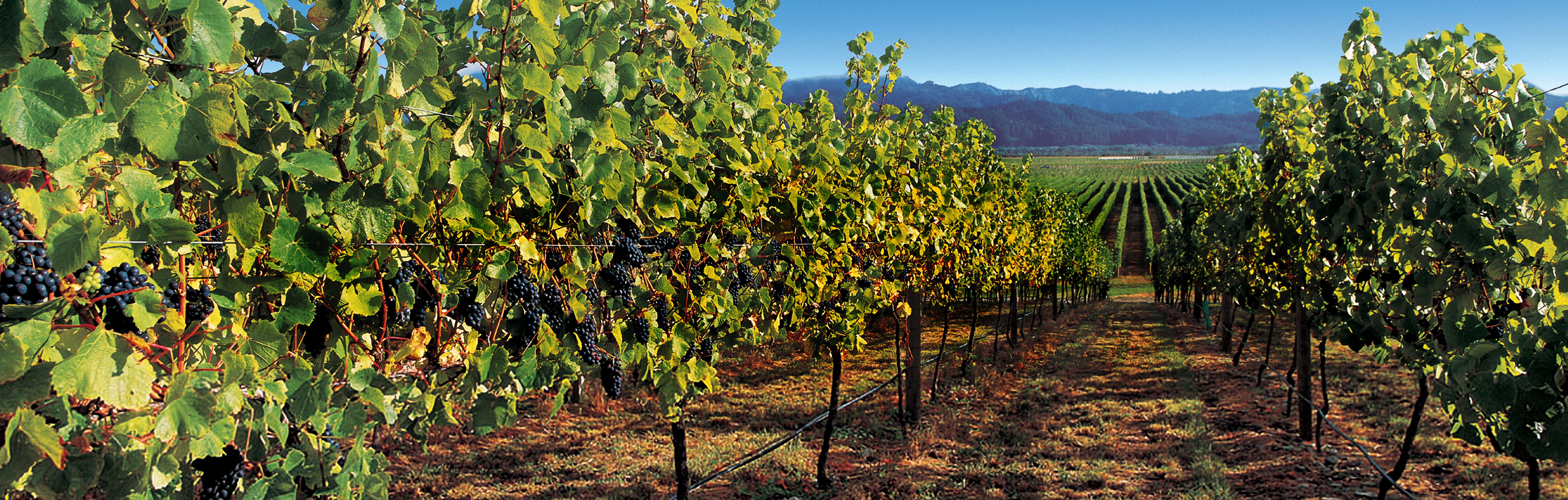 oyster bay marlborough vineyard grapes banner